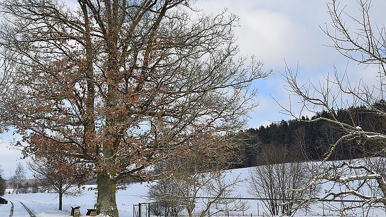 Auch im Winter beeindruckend: Die Stieleiche an der Sandstraße.