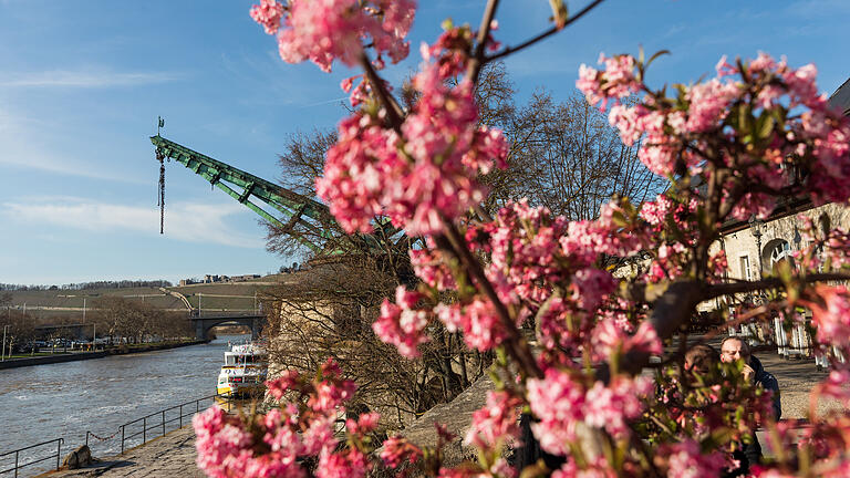 16 beeindruckende Fotospots in Mainfranken       -  Leuchtend rosa blüht die Natur am Alten Kranen in Würzburg – ein beliebtes Fotomotiv im Frühling.