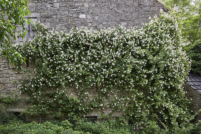 Die nur schwach gefüllte Kletterrose &quot;Janet B Wood&quot; war eine Bienenweide und Vogel-Refugium. Sie wurde über dem Boden abgezwickt.