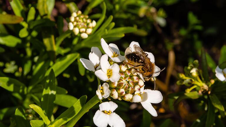 Wildbienen scheinen sich wohlzufühlen im Schederschen Gartenparadies.