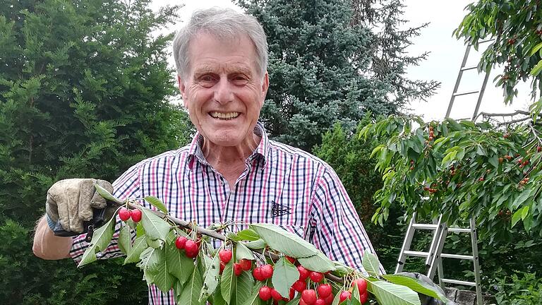 Der Veitshöchheimer Rudolf Simmelbauer an seinen 80. Geburtstag in seinem Garten bei der Kirschenernte.