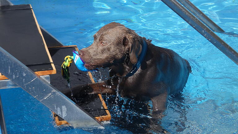 'Geschafft! Ich habe mein Spielzeug aus dem Wasser gerettet', dachte sich bestimmt dieser Hund. 'Geschafft! Ich habe mein Spielzeug aus dem Wasser gerettet', dachte sich bestimmt dieser Hund.