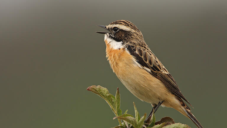 Das Braunkehlchen benötigt als Wiesenbrüter feuchte Wiesen. Die werden durch die Trockenheit in der Region immer seltener.       -  Das Braunkehlchen benötigt als Wiesenbrüter feuchte Wiesen. Die werden durch die Trockenheit in der Region immer seltener.