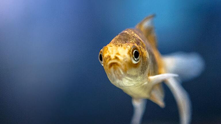 Ein Schleierschwanz in einem Aquarium       -  Geht’s dir gut kleiner Schleierschwanz? Fische können durch ihr Schuppenbild, Schleimabsonderung und trübe Augen Anzeichen zu ihrer Gesundheit geben.