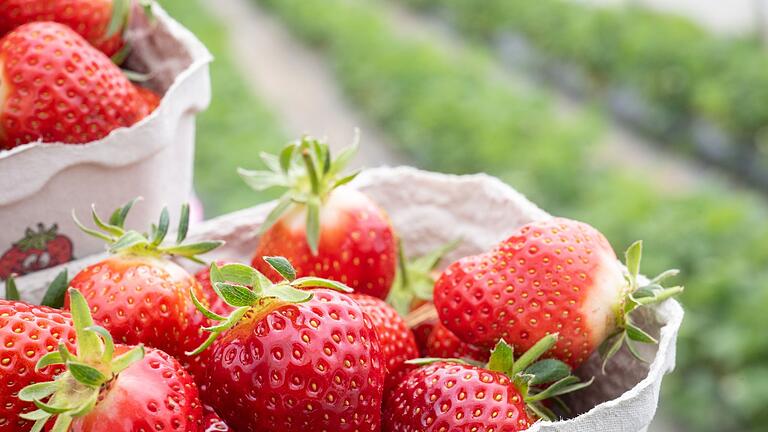 Erdbeersaison.jpeg       -  Erdbeeren sind in Deutschland sehr beliebt. Um den Bedarf zu decken werden die roten Früchte auch aus Spanien importiert.