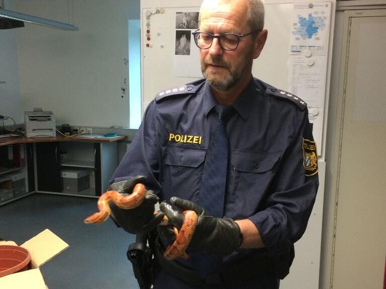 Polizeihauptkommissar Bernd Thein mit der eingefangenen Kornnatter.