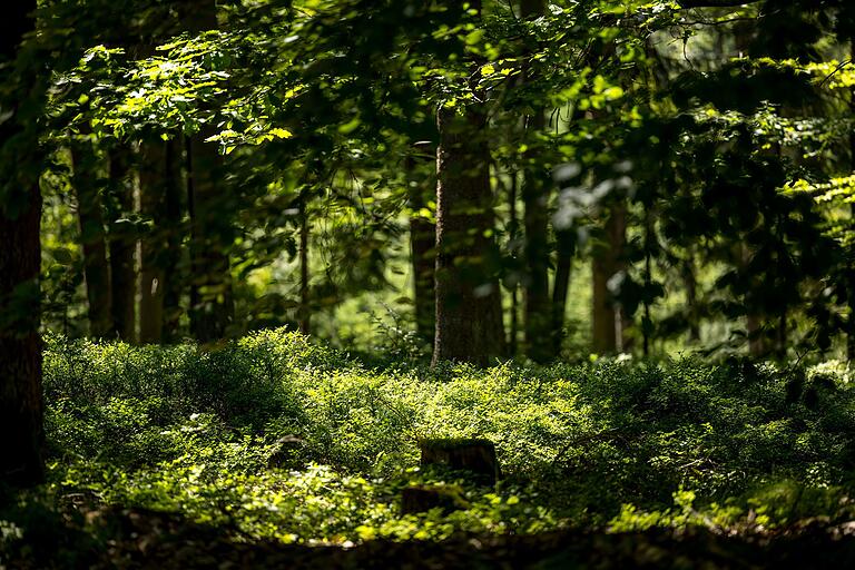 Unterwegs auf der Extratour 'Der Willmarser' geht es mehrmals durch den Wald. Unterwegs auf der Extratour 'Der Willmarser' geht es mehrmals durch den Wald.