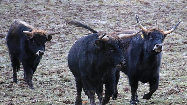 Haben es ebenfalls eilig: die Auerochsen in ihrem Gehege. Am Wildpark Klaushof soll ein Neubau für das Naturerlebniszentrum Rhön entstehen.       -  Haben es ebenfalls eilig: die Auerochsen in ihrem Gehege. Am Wildpark Klaushof soll ein Neubau für das Naturerlebniszentrum Rhön entstehen.