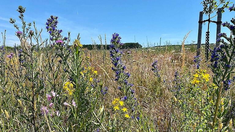 So sah die Blühwiese zwischen Sickershausen und Hohenfeld Mitte Juni aus – mit Flockenblume, Natternkopf, Johanniskraut und Moschusmalve.