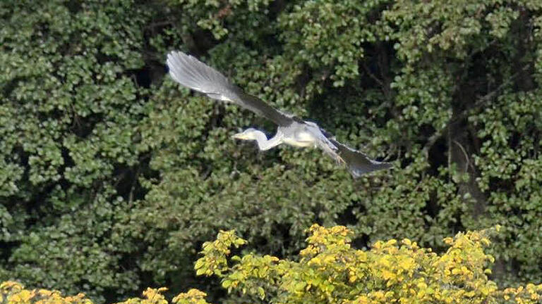 Der Graureiher kommt immer wieder ins Aschachtal zum Jagen. Diese Fotos sind Ende Oktober entstanden. Derzeit lässt sich der Vogel nur schwer fotografieren, da er zwischen den kahlen Bäumen und Sträuchern und aufgrund des nebligen Wetters kaum zu erkennen ist.  Foto: Kathrin Kupka-Hahn       -  Der Graureiher kommt immer wieder ins Aschachtal zum Jagen. Diese Fotos sind Ende Oktober entstanden. Derzeit lässt sich der Vogel nur schwer fotografieren, da er zwischen den kahlen Bäumen und Sträuchern und aufgrund des nebligen Wetters kaum zu erkennen ist.  Foto: Kathrin Kupka-Hahn