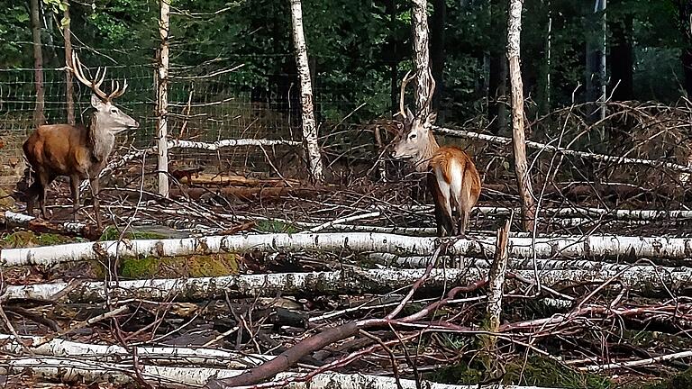 Noch namenlos ist der dreijährige Rothirsch mit dem mächtigen Geweih, der der neuste Zuwachs im Wildgehege am Turm des Baumwipfelpfads in Ebrach ist.