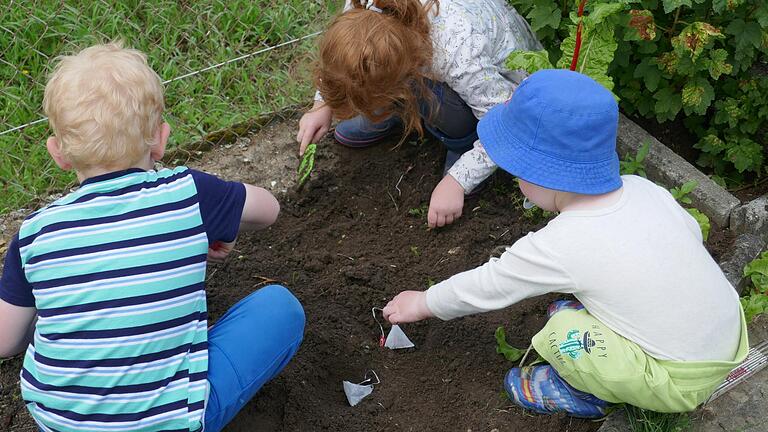 Loch in die Erde und Teebeutel rein: Anton (4), Marie (6) und Linus (2) vergraben im Auftrag der Wissenschaft grünen und Rooibos-Tee im elterlichen Garten.