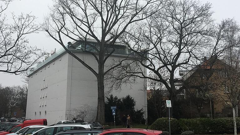 Die Schwarzpappel am Spitalseebunker soll gefällt werden, da sie nicht mehr standsicher ist. Der Eigentümer des Bunkers kann das nicht nachvollziehen.