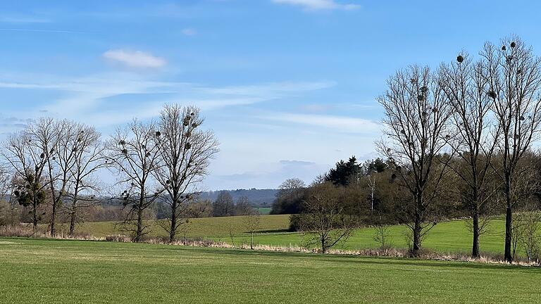 Ein Bild, das im Landkreis Haßberge immer häufiger zu beobachten ist: Kreisrunder Mistelbehang an den Bäumen.