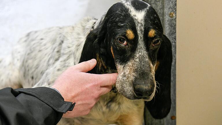 Pablo, ein französischer Laufhund aus dem Würzburger Tierheim, findet einfach kein neues Zuhause. Und damit ist er nicht der Einzige.