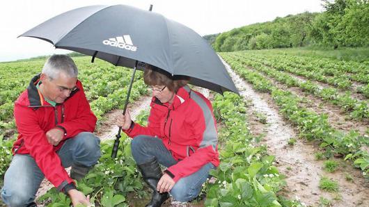 In den Erdbeerfeldern von Agnes und Claus Schmitt steht das Wasser. Doch die Blüte ist gut. Sie rechnen, dass ab Mitte Juni die Ernte beginnen kann und hoffen, dass die Plantage dann abgetrocknet ist. Foto: Heike Beudert       -  In den Erdbeerfeldern von Agnes und Claus Schmitt steht das Wasser. Doch die Blüte ist gut. Sie rechnen, dass ab Mitte Juni die Ernte beginnen kann und hoffen, dass die Plantage dann abgetrocknet ist. Foto: Heike Beudert