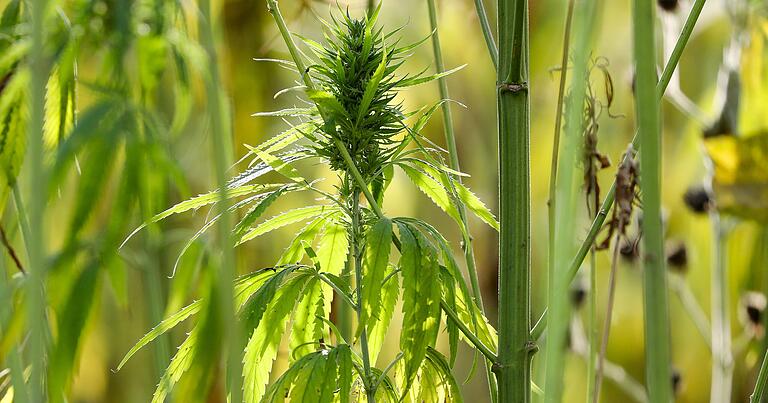 Experten kritisieren, dass die Wirksamkeit von Cannabis in der Therapie bisher nur unzureichend erforscht sei. Experten kritisieren, dass die Wirksamkeit von Cannabis in der Therapie bisher nur unzureichend erforscht sei. 