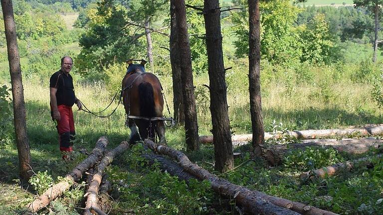 Bei den Auslichtungsarbeiten am &bdquo;Dünsberg&ldquo; zog das Rückepferd Igor, ein belgisches Kaltblut, die Stämme aus dem Wald.