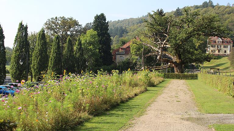Die König-Ludwig-Eiche im Staatsbad Brückenau im Spätsommerlicht. - Die König-Ludwig-Eiche im Staatsbad Brückenau im Spätsommerlicht. Die König-Ludwig-Eiche im Staatsbad Brückenau im Spätsommerlicht. - Die König-Ludwig-Eiche im Staatsbad Brückenau im Spätsommerlicht.