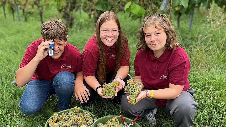 Am vergangenen Montag hat die Weinlese beim Weingut Grünewald in Kleinochsenfurt begonnen. Mitgeholfen haben die Kinder von Winzer Frank Grünewald (von links) Max, Ronja und Leonie Grünewald. Am vergangenen Montag hat die Weinlese beim Weingut Grünewald in Kleinochsenfurt begonnen. Mitgeholfen haben die Kinder von Winzer Frank Grünewald (von links) Max, Ronja und Leonie Grünewald.