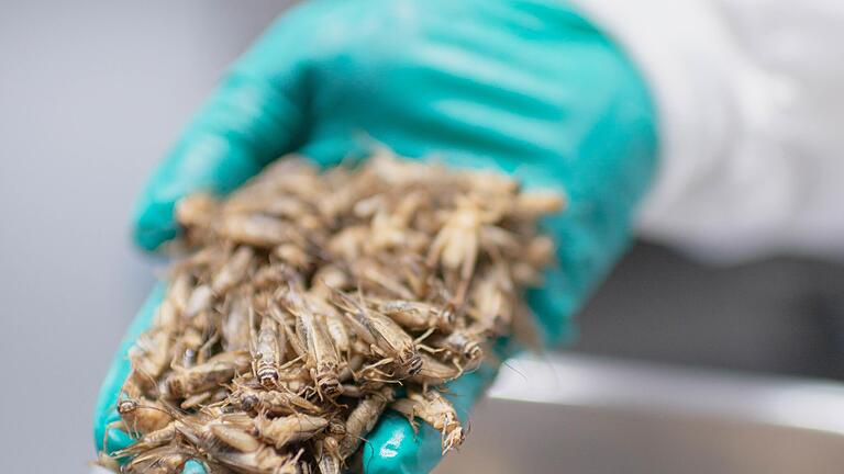 108071467.jpg - Es gibt immer mehr Lebensmittelt mit Insekten. Aber ist das eigentlich gesund? 108071467.jpg - Es gibt immer mehr Lebensmittelt mit Insekten. Aber ist das eigentlich gesund?