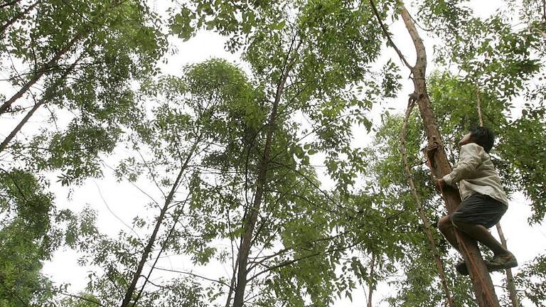 Eukalyptus-Bäume können Goldvorkommen aufspüren helfen. Foto: Michael Reynolds/Archiv       -  Eukalyptus-Bäume sind in Australien heimisch. Wirkung und Anwendung - hier gibt es wichtige Infos zur Heilpflanze.