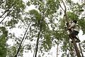 Eukalyptus-Bäume können Goldvorkommen aufspüren helfen. Foto: Michael Reynolds/Archiv       -  Eukalyptus-Bäume sind in Australien heimisch. Wirkung und Anwendung - hier gibt es wichtige Infos zur Heilpflanze.