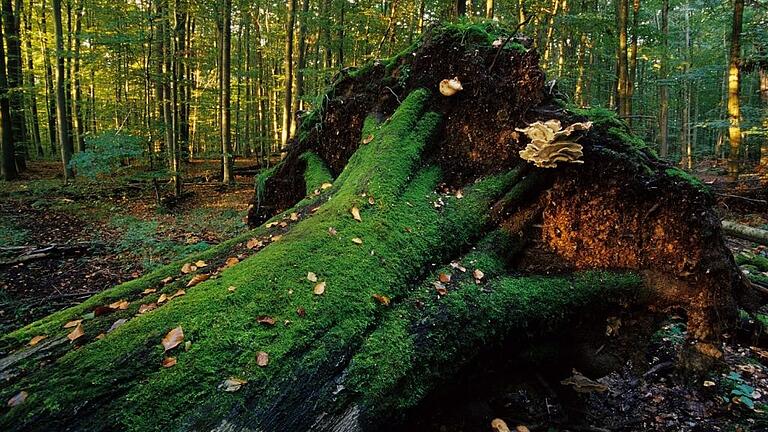 Das Foto zeigt einen wichtigen Aspekt des Naturwaldes, das Totholz. Das Foto zeigt einen wichtigen Aspekt des Naturwaldes, das Totholz. 