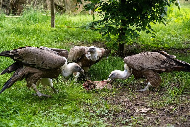 Die Altweltgeier Fuzzy, Edith und Jack werden nicht viel übrig lassen von ihrer Mahlzeit Die Altweltgeier Fuzzy, Edith und Jack werden nicht viel übrig lassen von ihrer Mahlzeit