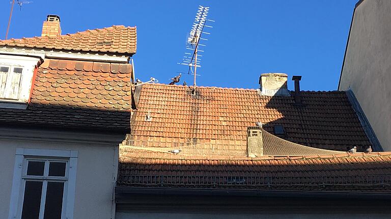 In dem Taubennetz auf diesem Haus in der Hohe Brückengasse in Schweinfurt hat sich am 3. Februar eine Taube so verfangen, dass Tierschützer die Feuerwehr alarmierten. Die befreite das schwer verletzte Tier. Jetzt ist die Frage: Darf das Netz bleiben?