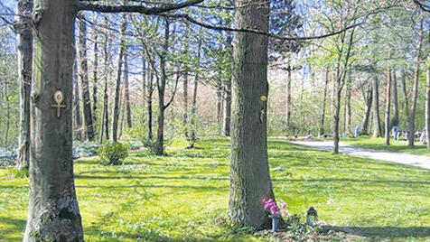 Baumbestattung am Waldfriedhof: Im Vordergrund eines der umstrittenen Gräber, im Hintergrund der Wald, wie er sein sollte.