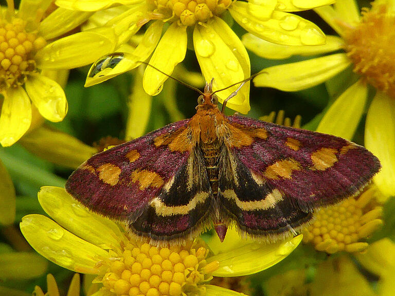 Der purpurrote Zünsler Der purpurrote Zünsler