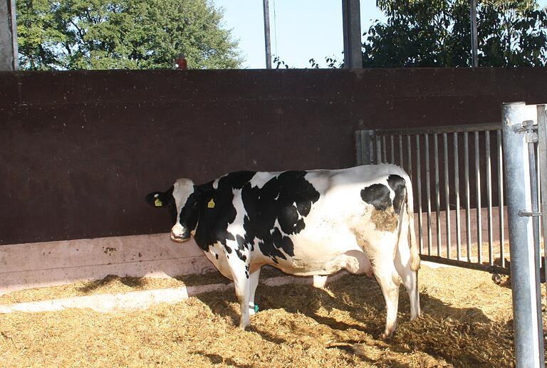 Kuh 'Ottila' ist trächtig und erwartet wohl Zwillinge. Die Wochen vor der Niederkunft verbringt sie in einem besonders geschützten Bereich, wo sie besonders viel Platz und Erholung findet. Kuh 'Ottila' ist trächtig und erwartet wohl Zwillinge. Die Wochen vor der Niederkunft verbringt sie in einem besonders geschützten Bereich, wo sie besonders viel Platz und Erholung findet.