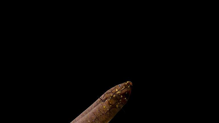 Größtes bekanntes Tiergenom entschlüsselt       -  Kein anderes bekanntes Tier auf der Erde hat ein so großes nachgewiesenes Genom wie der Südamerikanische Lungenfisch.