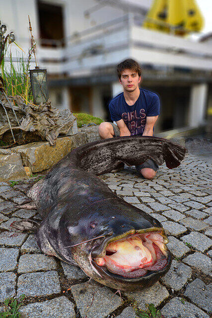 Einen Riesen-Wels mit 2,18 Metern Länge und einem Gewicht von 52,5 Kilo Gewicht hat Angler Janik Lubej aus dem Main bei Randersacker gefischt.