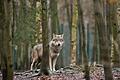 Wolf steht im Tierpark Hexentanzplatz in Thale im Gehege       -  Wer einem Wolf begegnet, sollte nicht weglaufen und genügend Abstand halten. Wichtig ist, dass man dem Tier Raum für den Rückzug gibt.