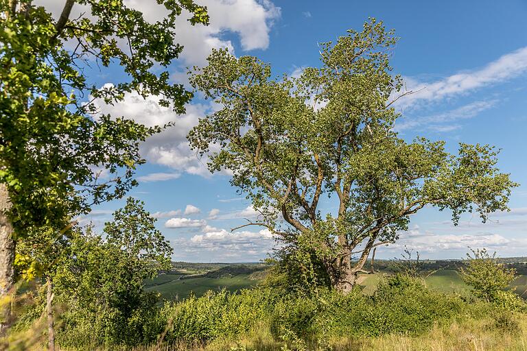 Der Winterhäuser Mondweg ist ein ausgeschilderter Wanderweg von knapp 6 Kilometerm Länge. Regelmäßig sind Steinskulpturen von lokalen Steinmetzen aufgestellt. Im Bild: der Aussichtspunkt Goßmannsdorf. Der Winterhäuser Mondweg ist ein ausgeschilderter Wanderweg von knapp 6 Kilometerm Länge. Regelmäßig sind Steinskulpturen von lokalen Steinmetzen aufgestellt. Im Bild: der Aussichtspunkt Goßmannsdorf.