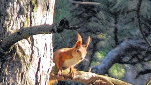 Neugierig: ein Eichhörnchen.