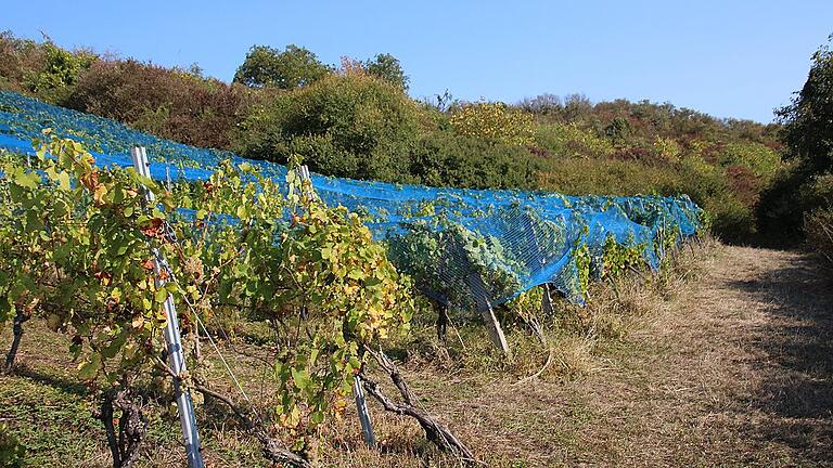Ein Kontrastbild: Während ein Teil der Weinberge im Arlesgarten noch top gepflegt und bewirtschaftet sind, sind andere Wengerte längst aufgelassen und verbuscht, wie im Hintergrund zu sehen.