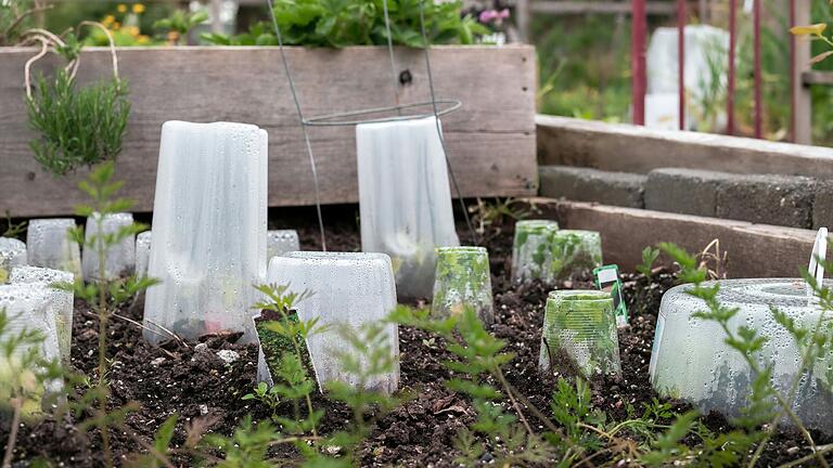 Um Pflanzen vor Regen, Witterung und Frost zu schützen, stellen Gartenbesitzerinnen und -besitzer Plastikabdeckungen über die jungen Pflanzen auf. Sie haben eine ähnliche Funktion wie ein Gewächshaus. Um Pflanzen vor Regen, Witterung und Frost zu schützen, stellen Gartenbesitzerinnen und -besitzer Plastikabdeckungen über die jungen Pflanzen auf. Sie haben eine ähnliche Funktion wie ein Gewächshaus.