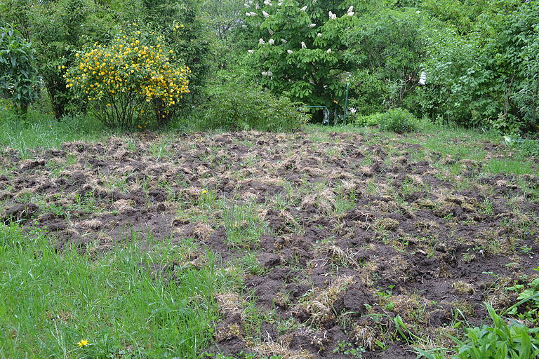 Werk einer Schwarzkittelbande: Drei Wildschweine wühlten einen Garten im Leutfresserweg um. Werk einer Schwarzkittelbande: Drei Wildschweine wühlten einen Garten im Leutfresserweg um.