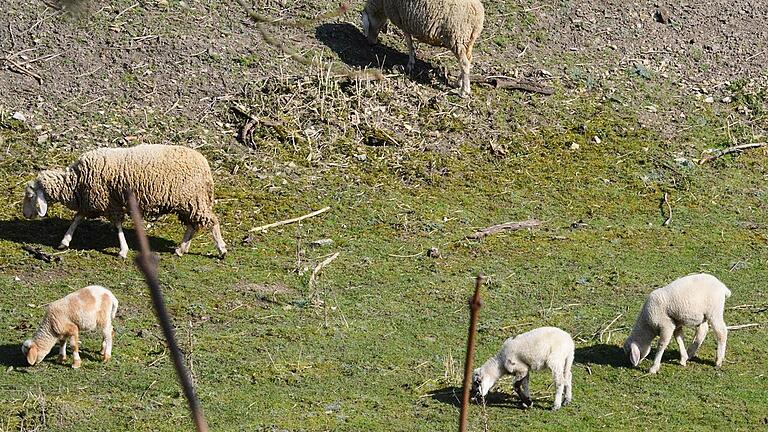 Tierhaltung auf großen Flächen oder in Nutzgärten findet man im Landkreis Rhön-Grabfeld vor allem in den ländlichen Gebieten. Tierhaltung auf großen Flächen oder in Nutzgärten findet man im Landkreis Rhön-Grabfeld vor allem in den ländlichen Gebieten.