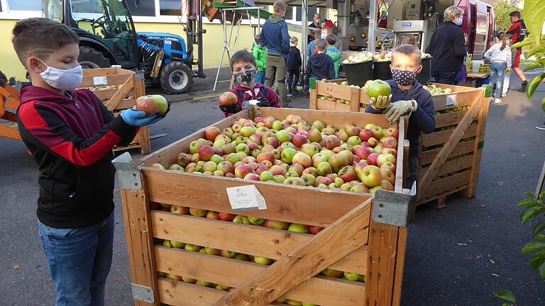 Schultag im Freien: Mit großer Begeisterung pressten die Schüler der 3. Klasse der Grundschule Sommerach eigenen Apfelsaft.