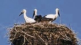 Das wäre ein schöner Lohn für die Organisatoren der Storchen-Brutplätze. Ein voll besetztes Nest, in dem Familie Adebar seinen Nachwuchs großzieht.