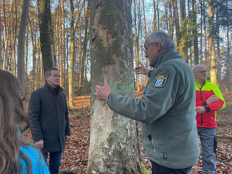 Andreas Leyrer demonstriert Michael Ziegler (links) die Bedeutung eines Biotop-Baumes, hier eine Buche, die Insekten und Vögeln noch viele Jahre dienen kann. Andreas Leyrer demonstriert Michael Ziegler (links) die Bedeutung eines Biotop-Baumes, hier eine Buche, die Insekten und Vögeln noch viele Jahre dienen kann.