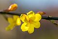 Wie der Name sagt, blüht er schon vor dem Frühling: der Winterjasmin. Im Botanischen Garten der Uni Würzburg ist gerade Hochzeit für Winter- und Frühblüher.