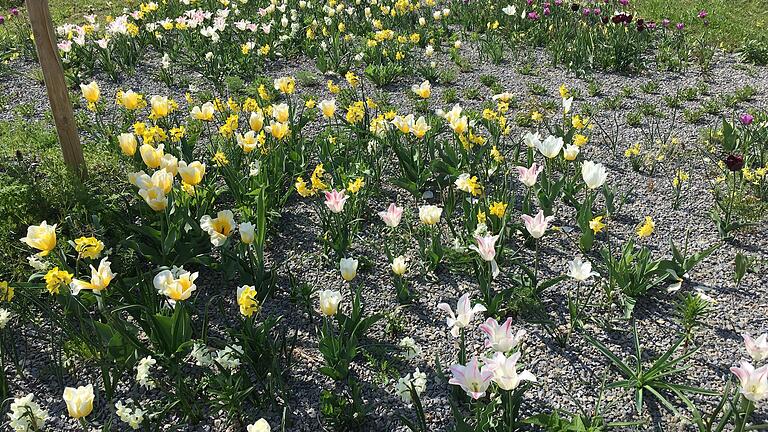 Tulpenblüte im Sinnesgarten Ende April.