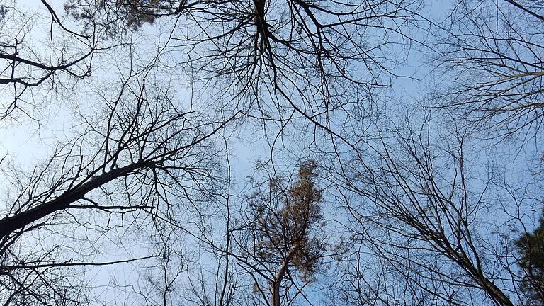 Das ganze Ausmaß der Trockenschäden nach dem heißen Sommer 2018 zeigt sich erst nach dem Blattaustrieb. Bei der Kiefer (Bildmitte) im Wald bei Vasbühl ist die Krone rot und abgestorben. Das ganze Ausmaß der Trockenschäden nach dem heißen Sommer 2018 zeigt sich erst nach dem Blattaustrieb. Bei der Kiefer (Bildmitte) im Wald bei Vasbühl ist die Krone rot und abgestorben.