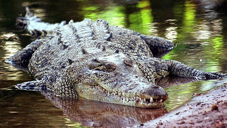 Ein Salzwasserkrokodil im Northern Territory       -  Salwasserkrokodile gelten als extrem aggressiv und gefährlich.