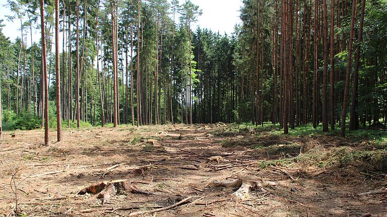 Damit sich der Borkenkäfer nicht weiter ausbreitet, hat Johann Haubenreich in seinem Wald bei Geiselwind schon fast 100 Fichten schlagen lassen. Damit sich der Borkenkäfer nicht weiter ausbreitet, hat Johann Haubenreich in seinem Wald bei Geiselwind schon fast 100 Fichten schlagen lassen. 